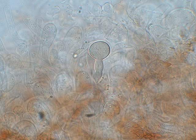 Conocybe hornana     Singer & Hausknecht